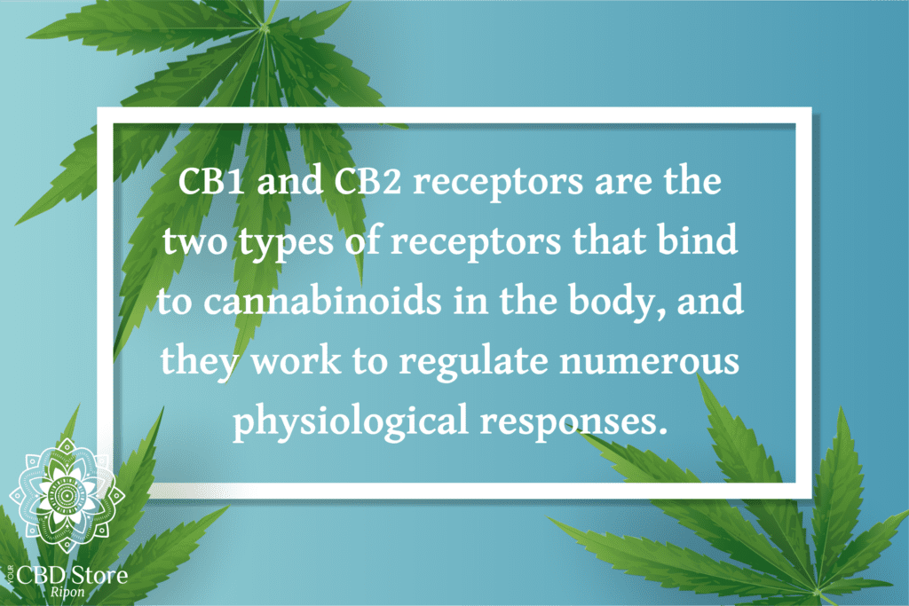 CB1 and CB2 receptors - Ripon Naturals