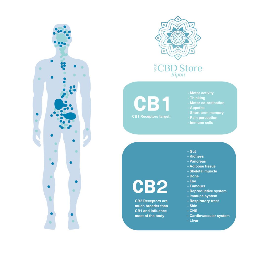 CB1 & CB2 Receptors in the Endocannabinoid System - Ripon Naturals