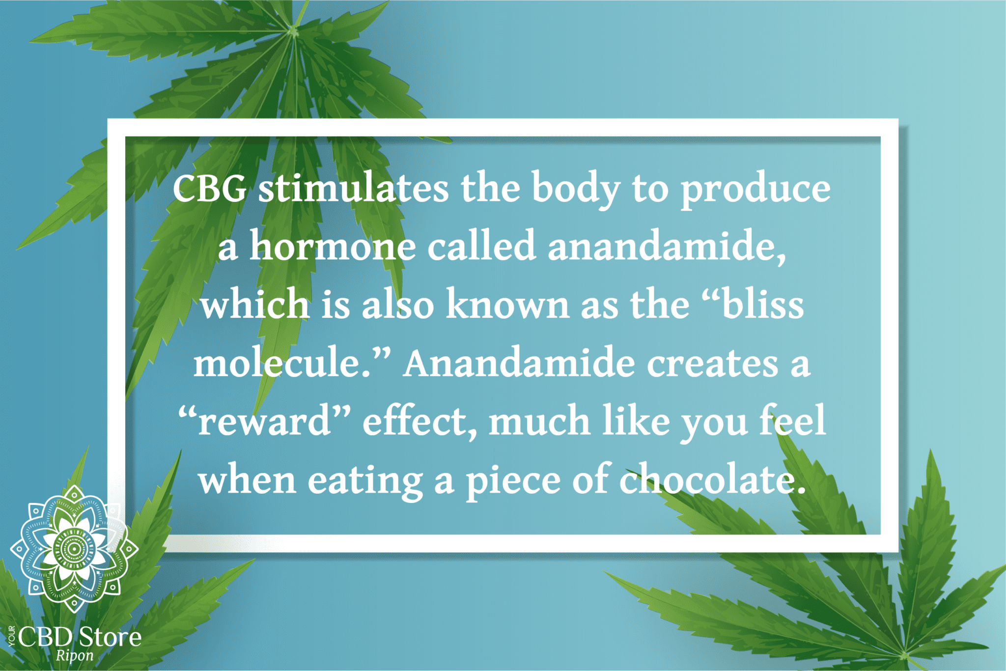 CBD, CBN, and CBG What's the Difference? — Your CBD Store / Ripon Naturals