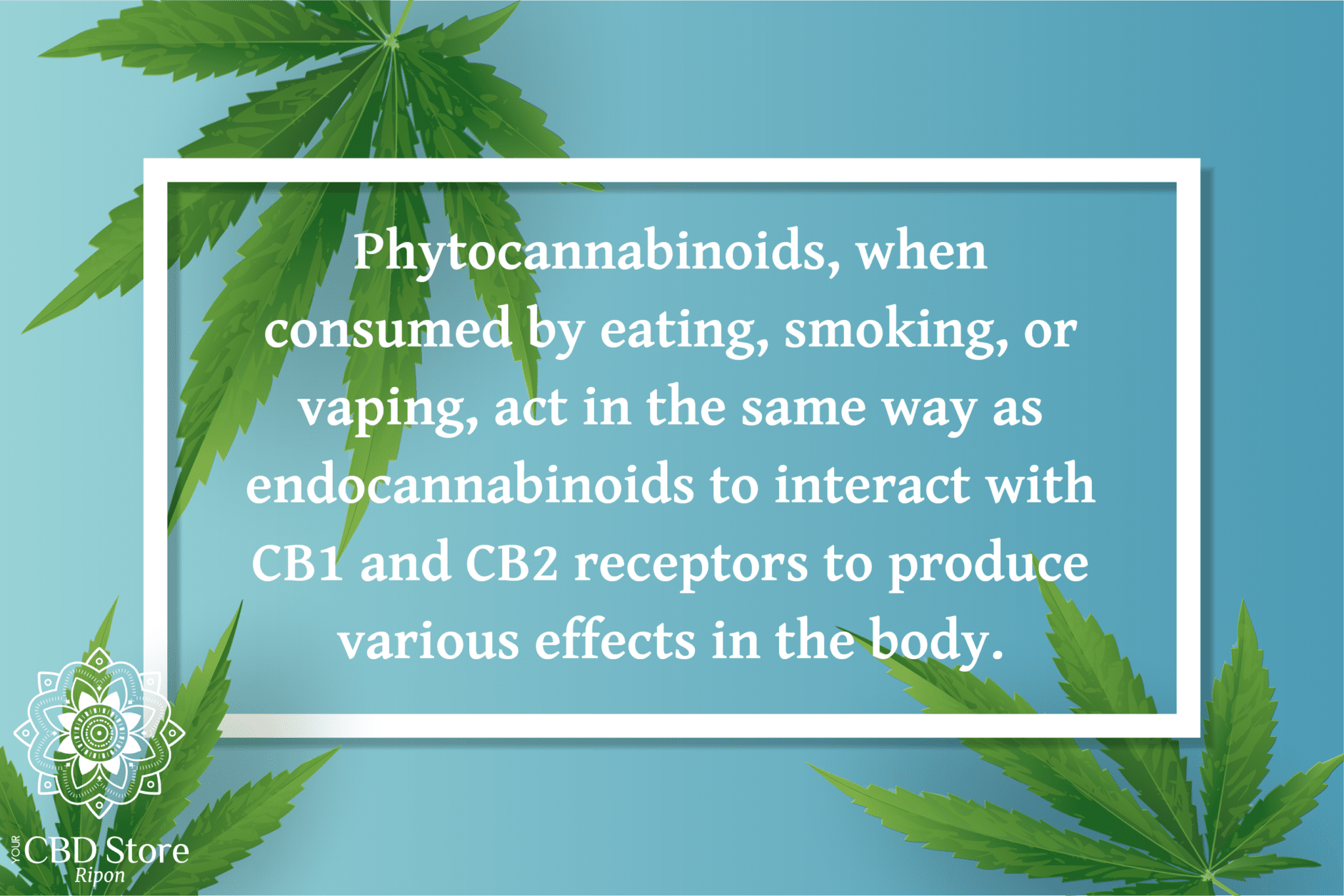 CBD, CBN, and CBG What's the Difference? — Your CBD Store / Ripon Naturals