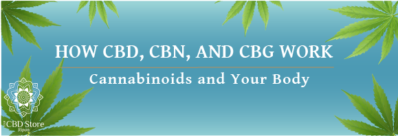 How CBD, CBN, and CBG Work - Ripon Naturals