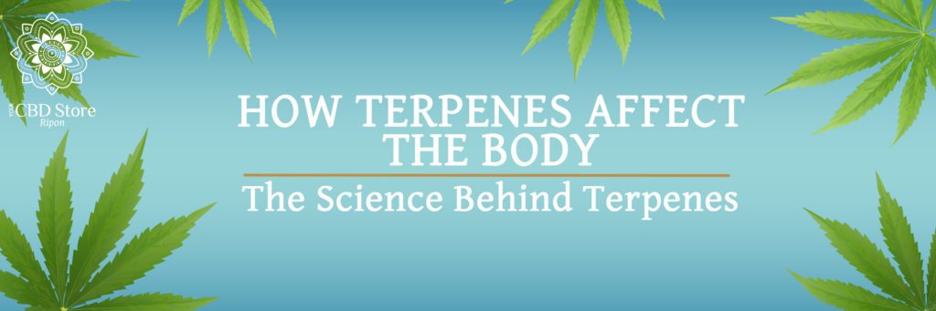 How Terpenes Affect the Body - Ripon Naturals/Your CBD Store