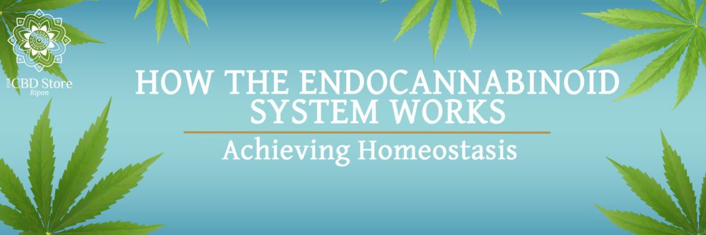 How the Endocannabinoid System Works - Ripon Naturals/My CBD Store
