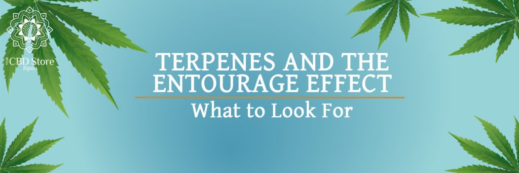 Terpenes and the Entourage Effect - Ripon Naturals/My CBD Store