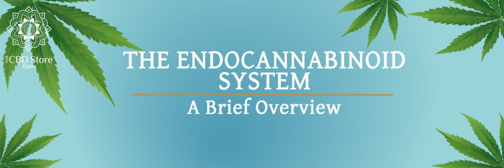 The Endocannabinoid System - Ripon Naturals/My CBD Store