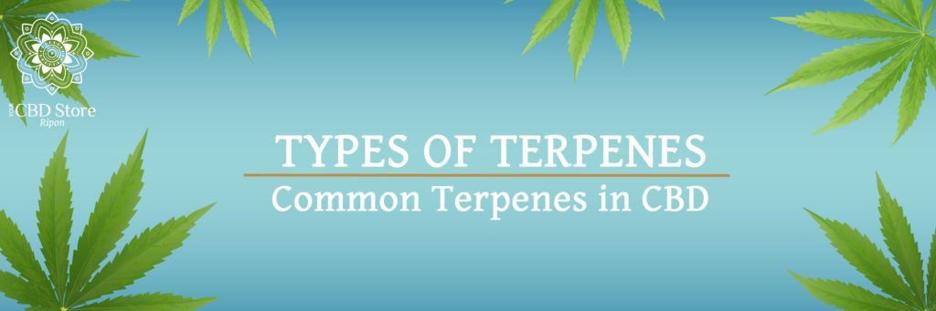 Types of Terpenes in CBD - Ripon Naturals/Your CBD Store