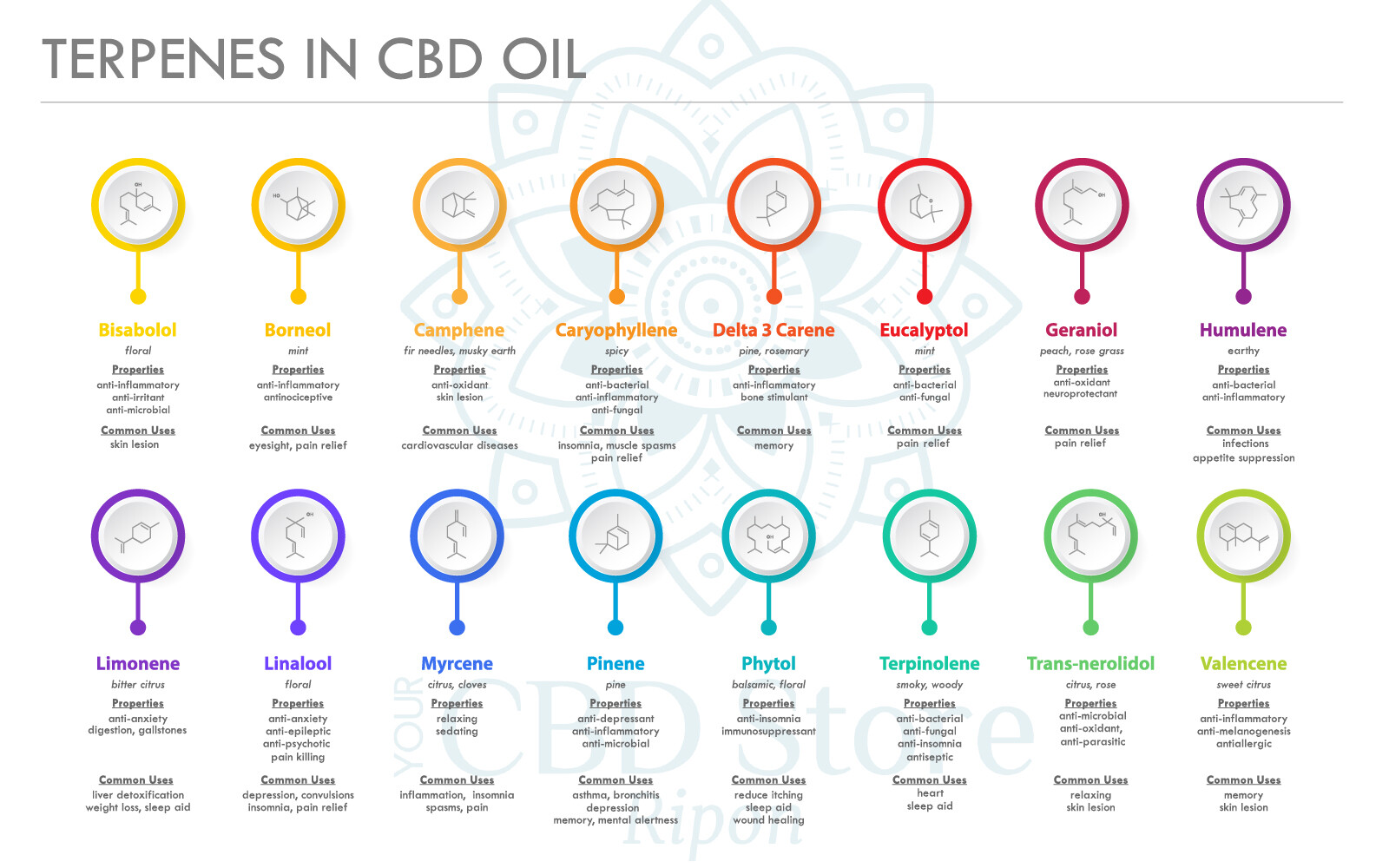 What Are Terpenes? Your CBD Store / Ripon Naturals