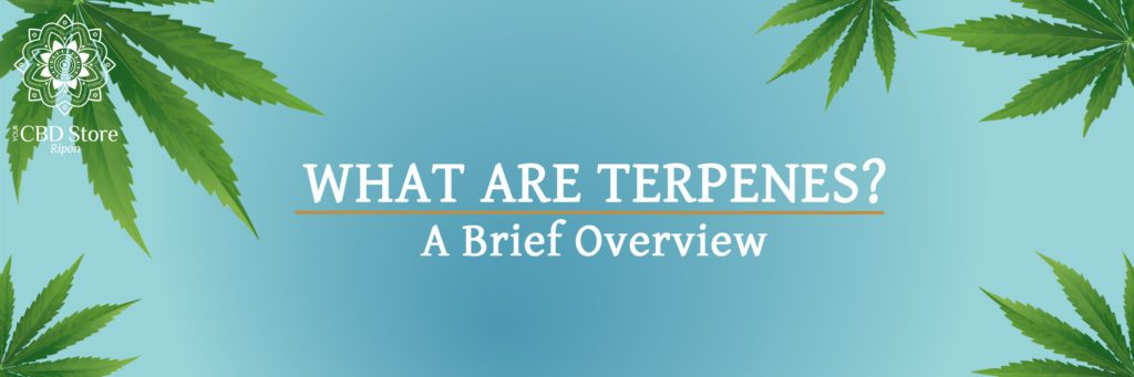 What Are Terpenes? - Ripon Naturals/Your CBD Store