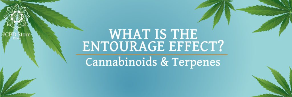 What is the Entourage Effect? - Ripon Naturals/My CBD Store