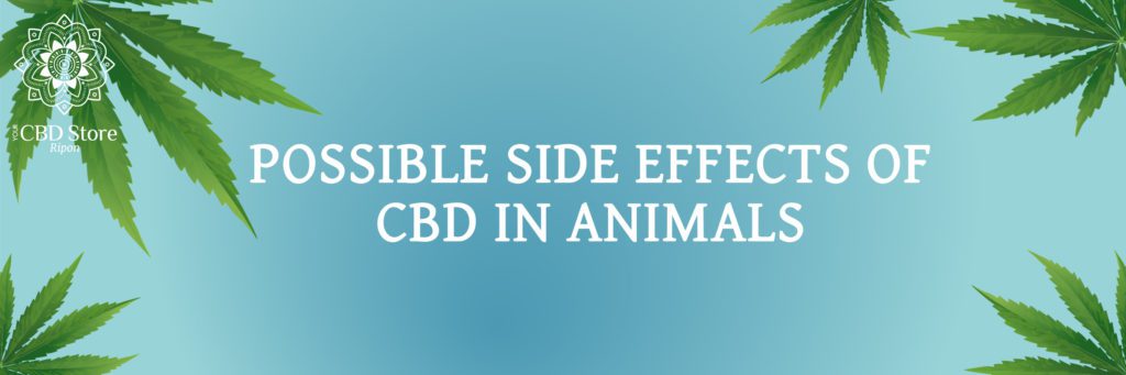 possible side effects of cbd on animals - Ripon Naturals
