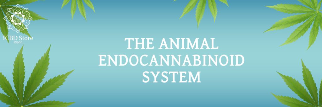 the animal endocannabinoid system - Ripon Naturals