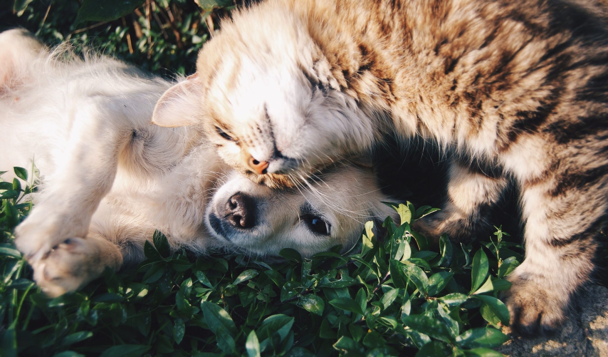 CBD as a Way to Help Pets with Separation Anxiety