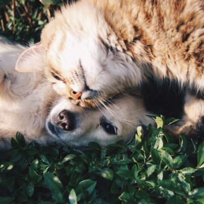 CBD as a Way to Help Pets with Separation Anxiety