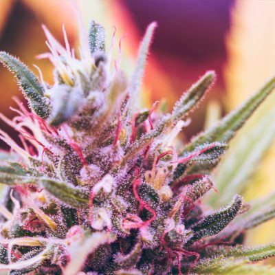 What Are Terpenes?