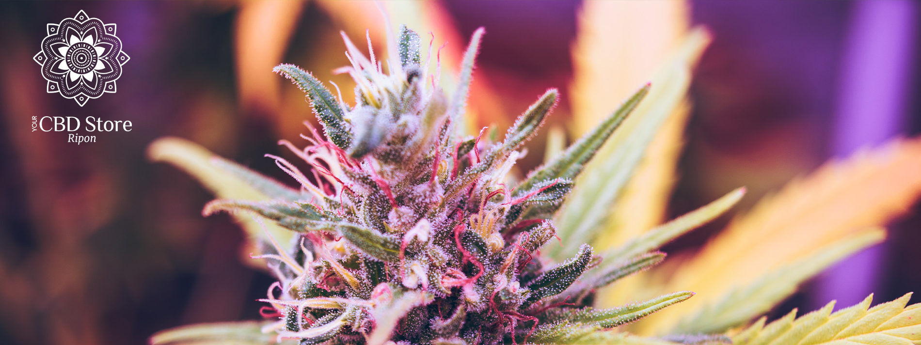 What Are Terpenes?