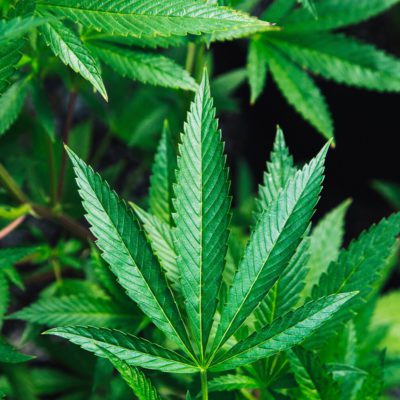 USDA Certified Organic CBD: What Does it Mean?