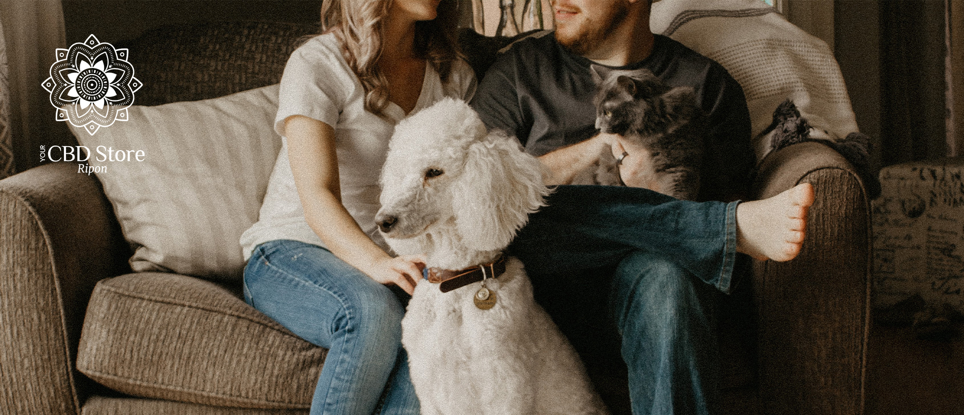 CBD Products for Pets: Should You Try Them?