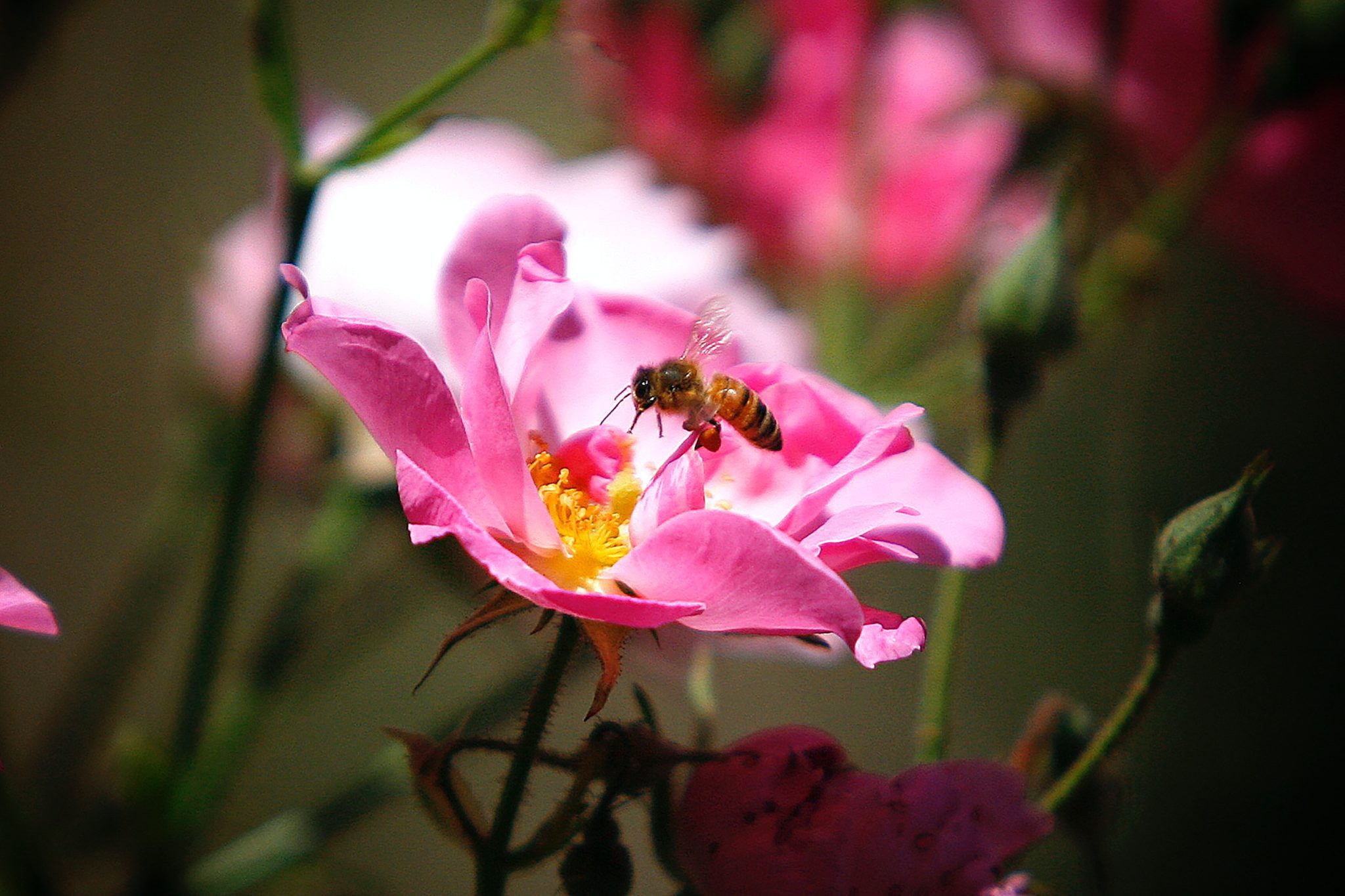 CBD May Help Reduce Symptoms from Allergies and Inflammation