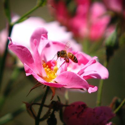 CBD May Help Reduce Symptoms from Allergies and Inflammation