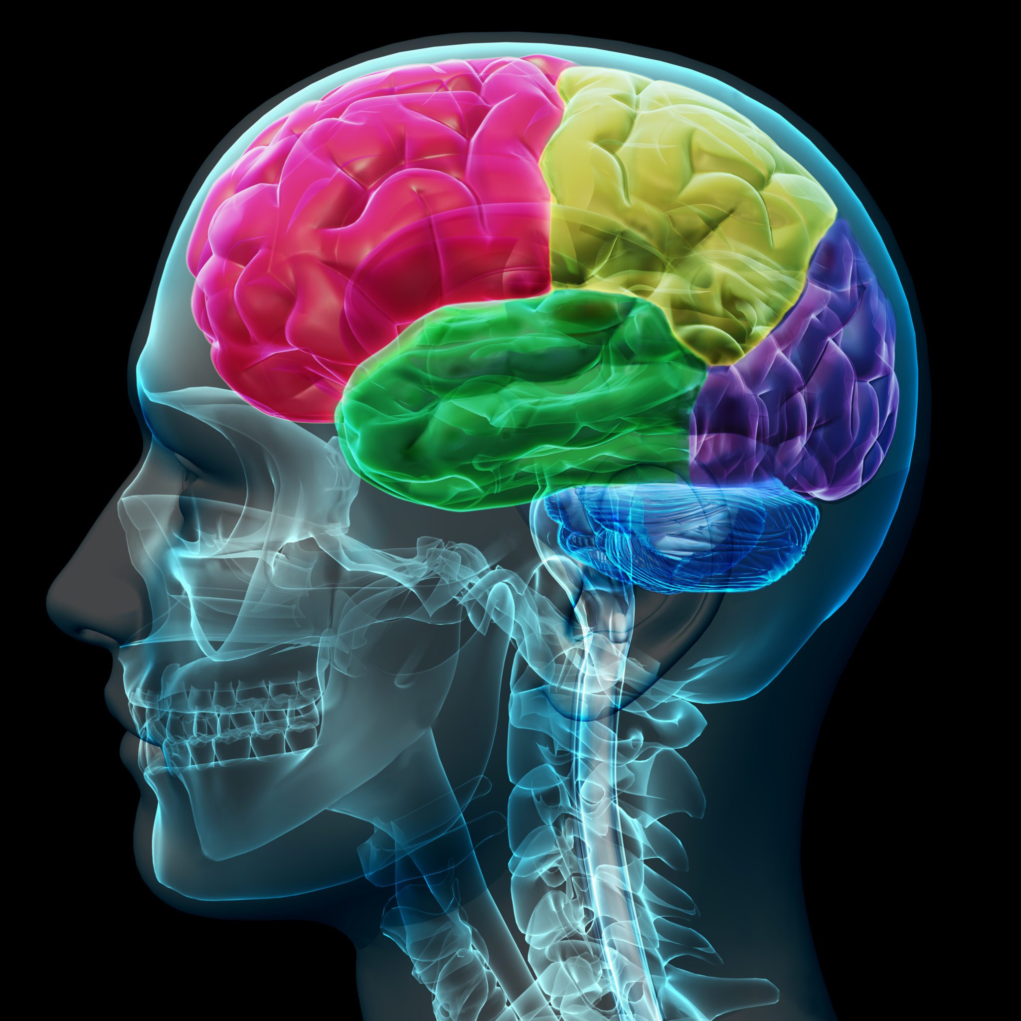 The Effects of CBD on the Brain: What You Need to Know